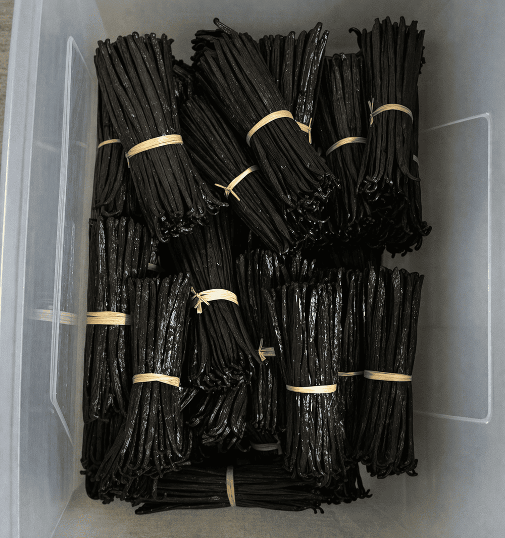 Prepared vanilla bundles in storage container