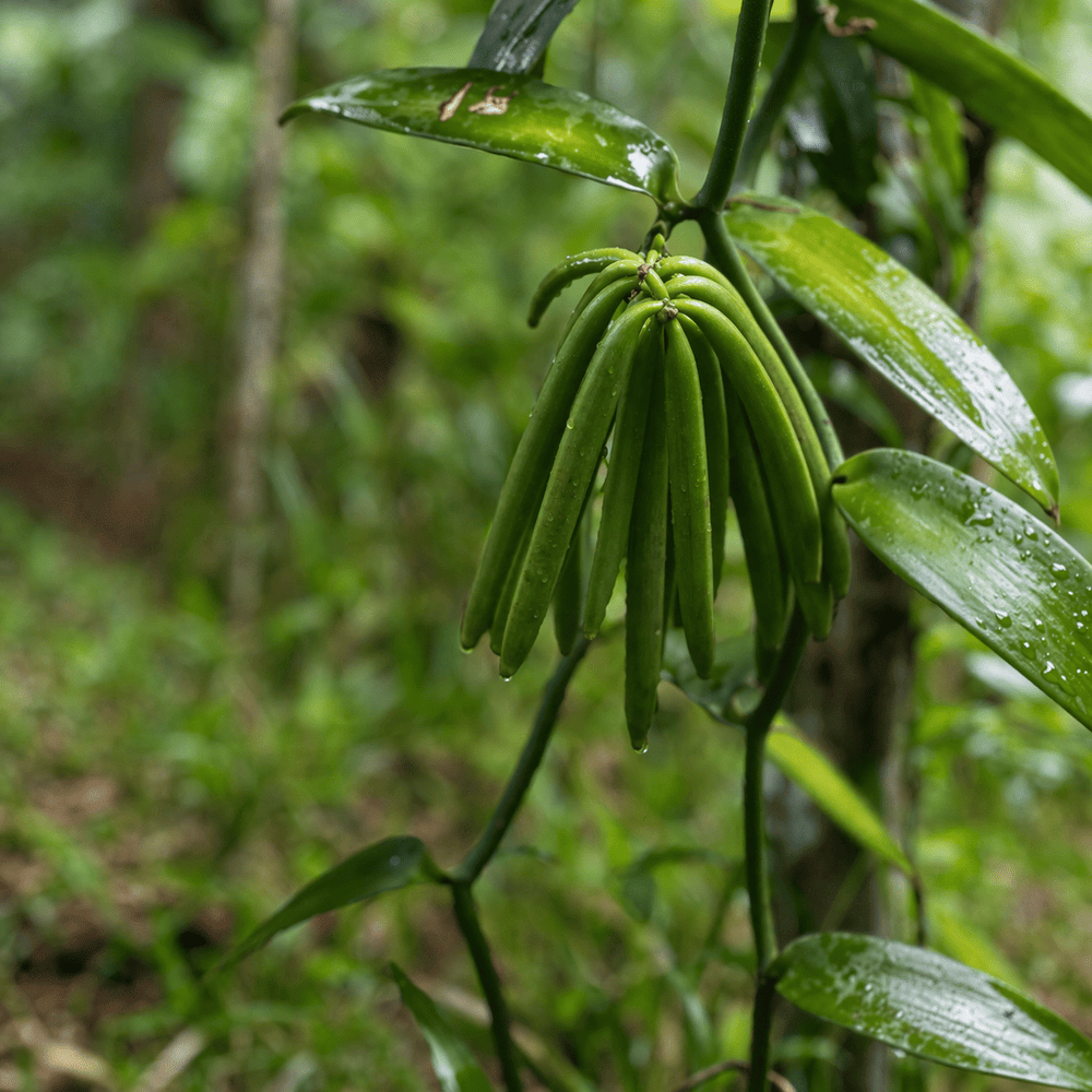 Vanilla pods growing on the vine in Madagascar